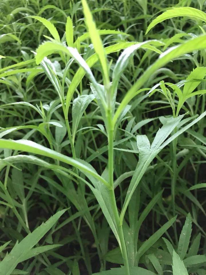 【八一】柳蒿芽，青青春天花（散文）