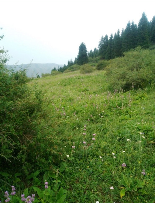 【柳岸•新】邂逅菊花台（散文）