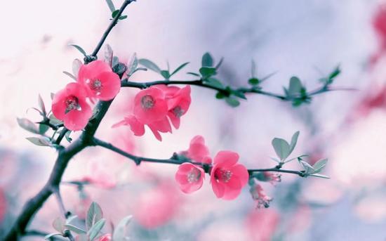 【吉祥】咏花（诗词）