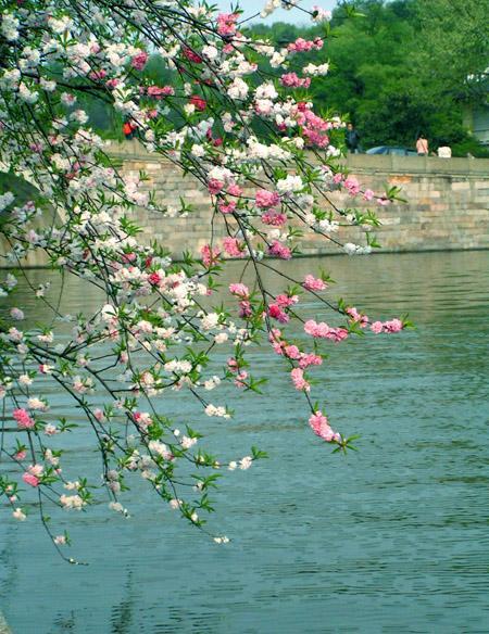 【八一】三月花语（散文·家园）
