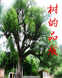 【赏析】树的品质