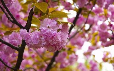 【天涯专栏】湖心小岛的樱花树〔外一首〕