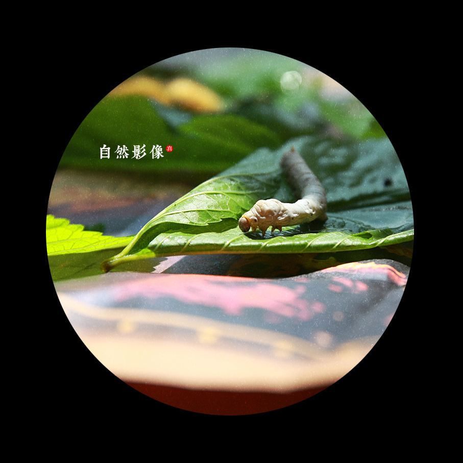 【流年·满庭芳】遥远的记忆——春蚕（征文·散文）