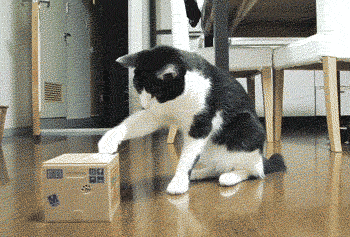 调皮的小猫（记叙文）