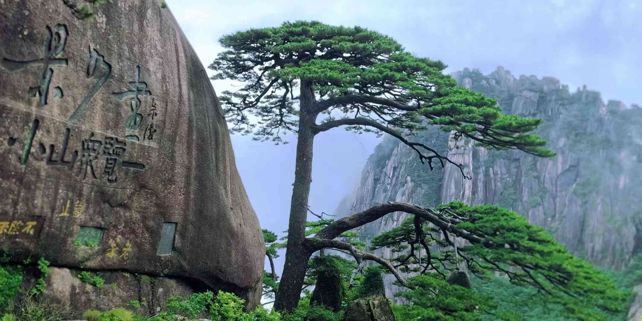 【江山·根与魂】【东篱】黄山迎客松（散文）