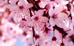 【八一】桃花（外四首）
