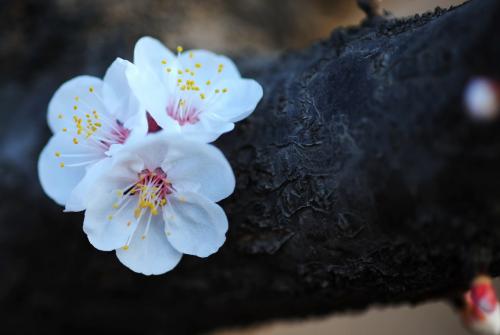 【八一】杏花（小说）