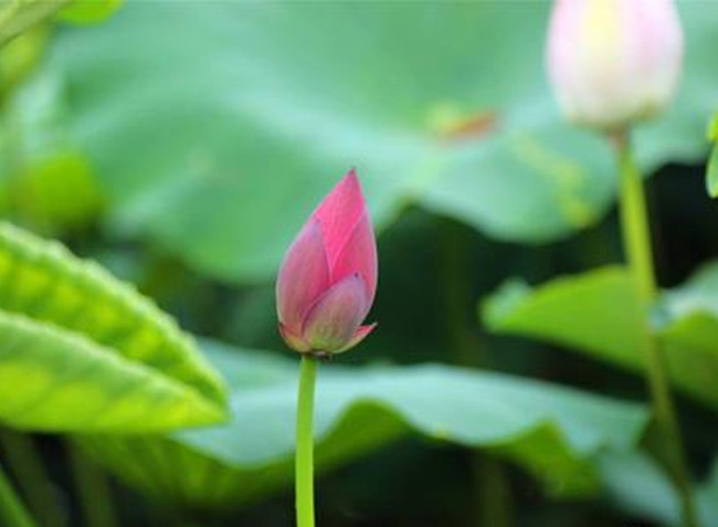【八一】久违的七月（组诗）