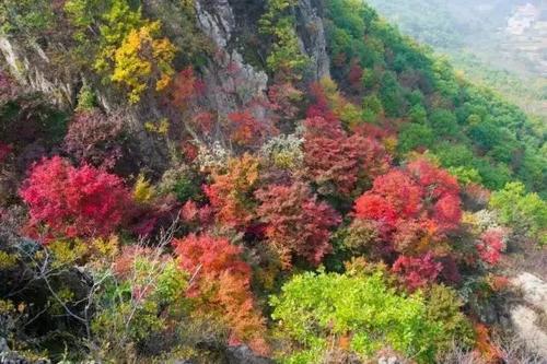 【酒家】古道，绿荫之后是绯红（散文）
