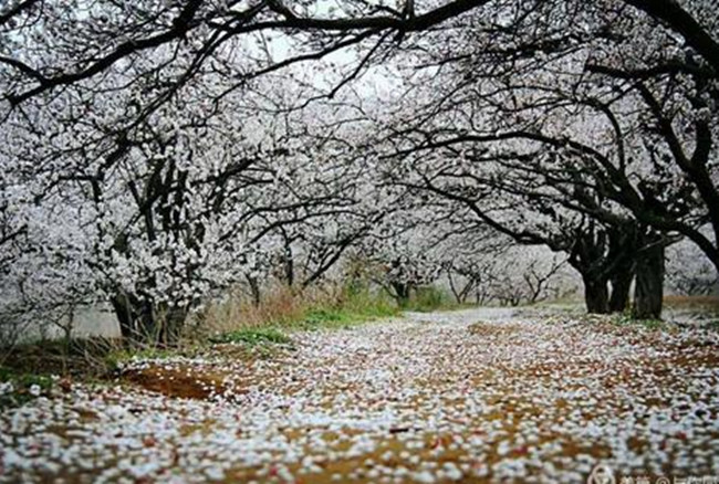 【八一】杏花红，杏花白（散文）
