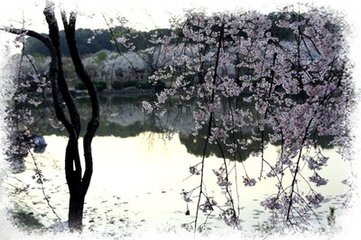 【星月】听心风，数梦，静待花开的声音（散文）