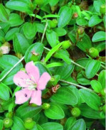 【柳岸·路】地菍花开（散文）
