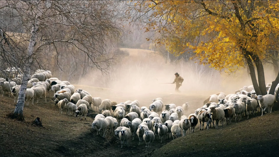【看点】牧羊人（随笔）