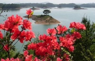 【江山人赏江山文】《山花依旧》的创作意识观和审美观（八一）