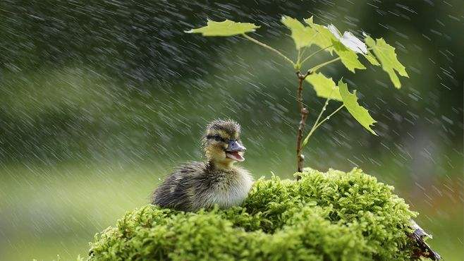 【萌芽】雨中即景（散文）