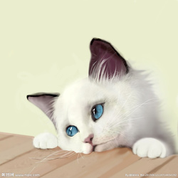 可爱的小猫（写话）