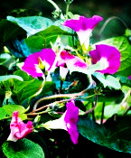 【东篱•追】牵牛花（外二首）