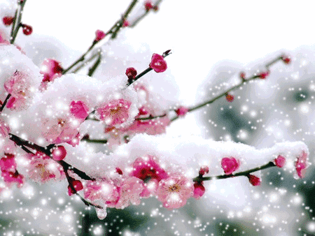【清韵】寂寞夜听雪（诗组）