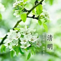 【八一】清明往事（散文）