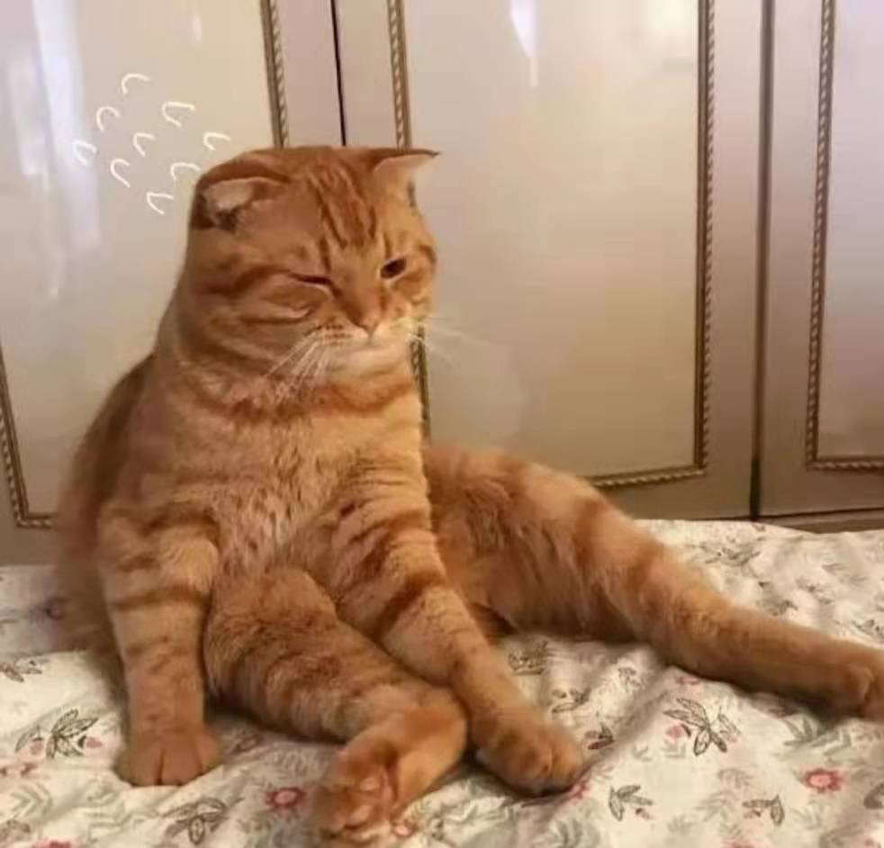 【东篱】橘猫（散文）