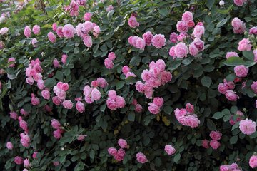 【天涯“我的生活故事”征文】满院蔷薇幽幽香 （散文）