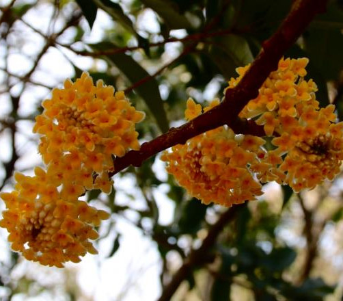 【柳岸】结香花开（散文）