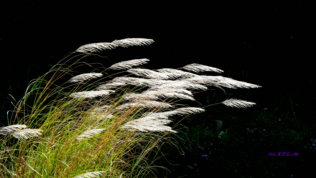 【丁香花语】黑夜里的小偷（小说）