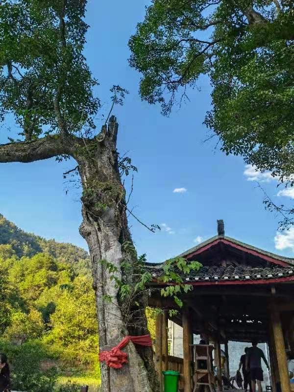 【丁香】中秋后回故乡（散文）