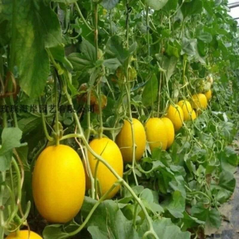 【八一】外公的香瓜地（散文）