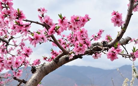 【八一】伊人桃花妆（散文·家园）