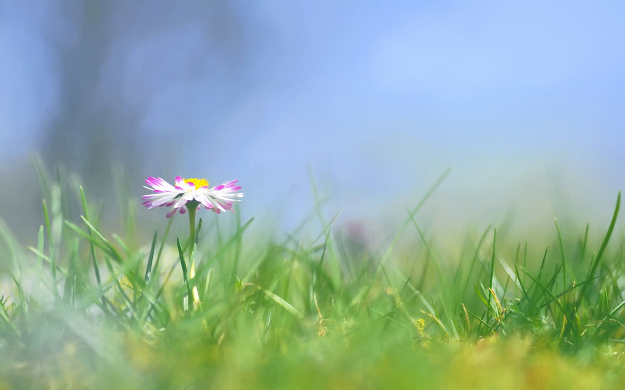【丁香花开】顿悟和流水之间（组诗）