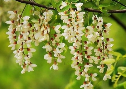 【齐鲁.春】又到槐花飘香时（散文）