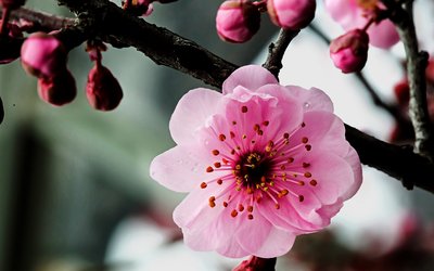 【八一】手上的梅花（外四首）