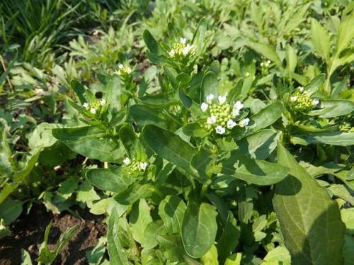 【凤凰】野菜（散文）