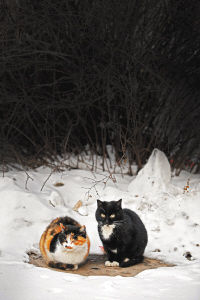 【流年】冬，一只蜷在火盆旁的猫儿（散文）