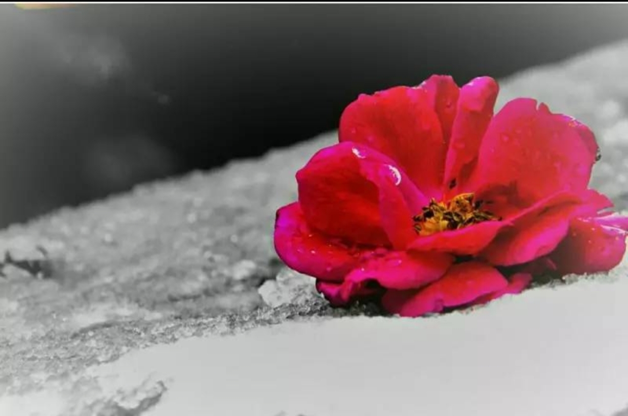 【晓荷·实力写手】血染樱花（小说）