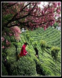 象山樱花与茶的结缘
