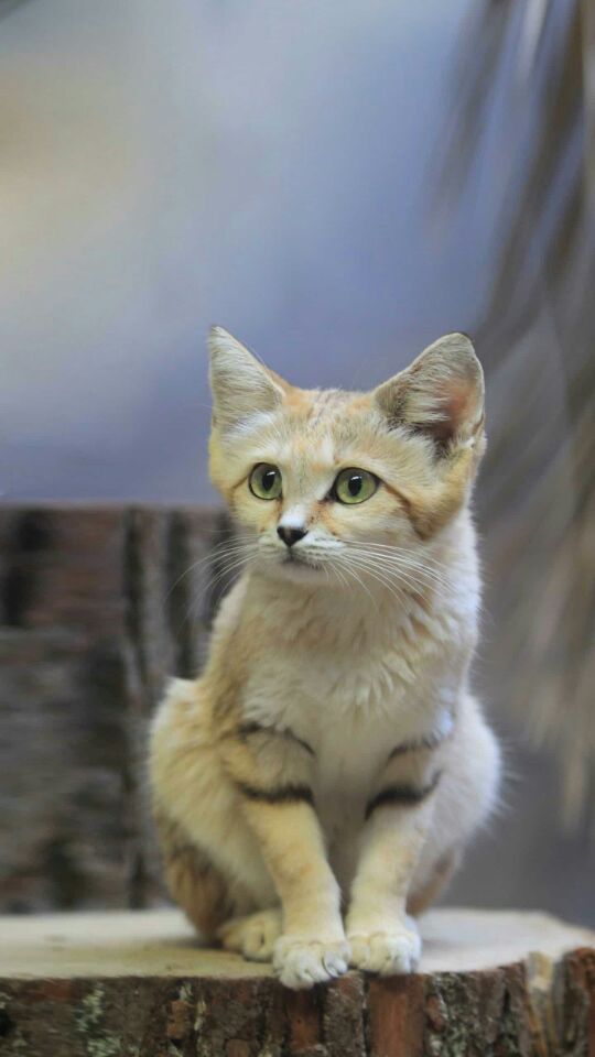 【丁香】猫鼠故事（随笔 ）