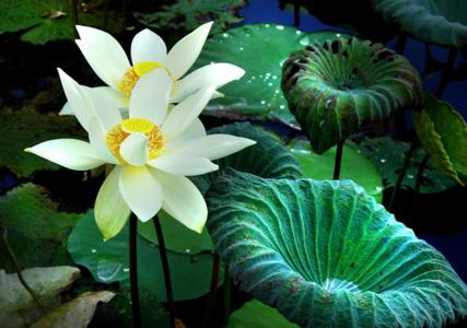 【心花品茗】一花一世界，一诗一菩提