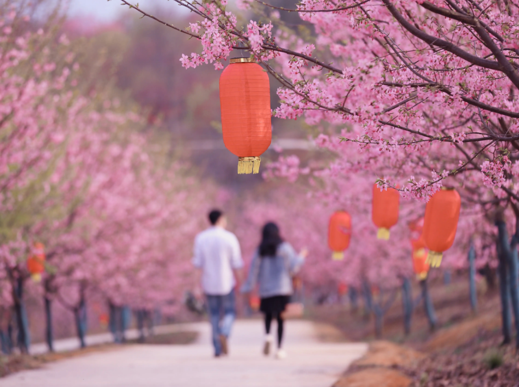 【菊韵】十赞本土樱花节（新韵）