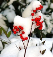 【流年·雪】雪是红的（征文·散文）