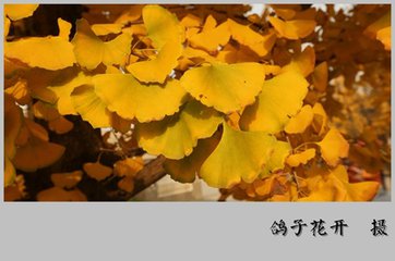 【宸光征文】秋的旋律（小学组诗歌）