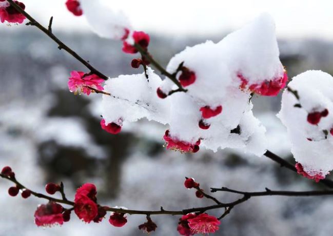 【天涯】雪中梅（诗歌）