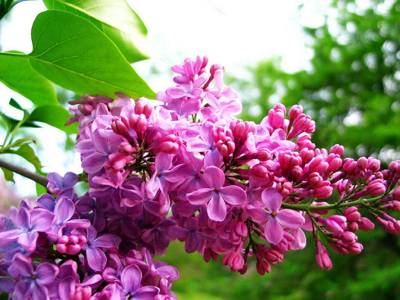 【丁香•守望花开】最美丁香花(诗歌)