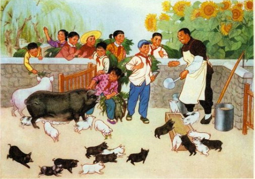 【菊韵】养猪记（散文）