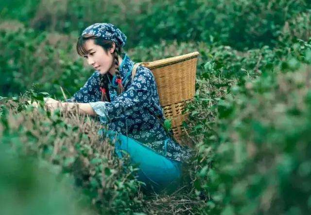 【丁香】茶妹（外七篇）（随笔）