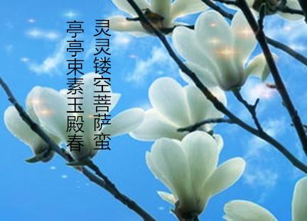【东篱】玉兰花写真（散文）