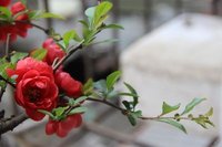 【丁香•守望花开】背锅造假（散文） 　　