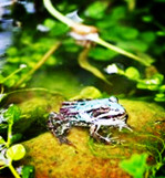 【东篱•追】话田鸡（散文）