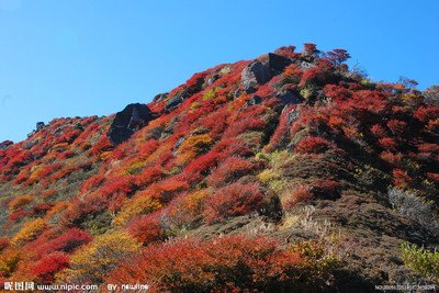 【丁香】神女峰上观红叶（散文）